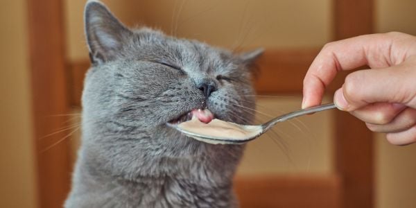 gray cat licking human food off of a spoon