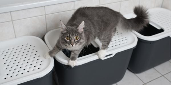 gray cat on top of a covered litter box