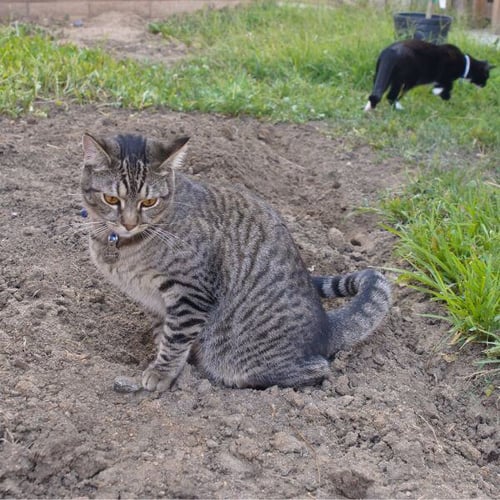 gray cat peeing in a dirt hole outside