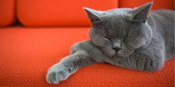 gray cat sleeping on an orange couch