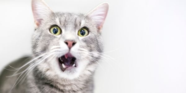 gray cat suffering from stomatitis opening his mouth