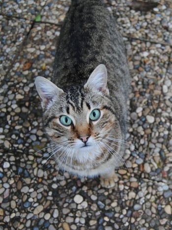 gray cat with blue eyes outside on the sidewalk