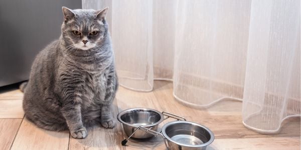 gray fat cat waiting by his bowl for more food