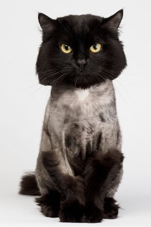 gray scottish fold cat shaved because of too many hairballs