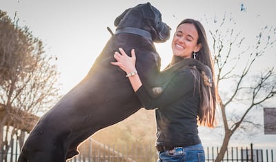 great dane jumping on owner in backyard