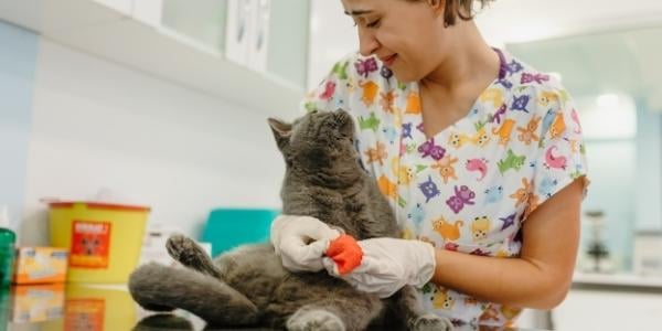 grey cat looking up at veterinary staff member while she treats his paw