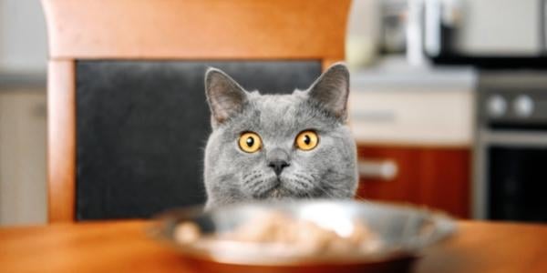 grey cat sitting on chair looking at food bowl on table