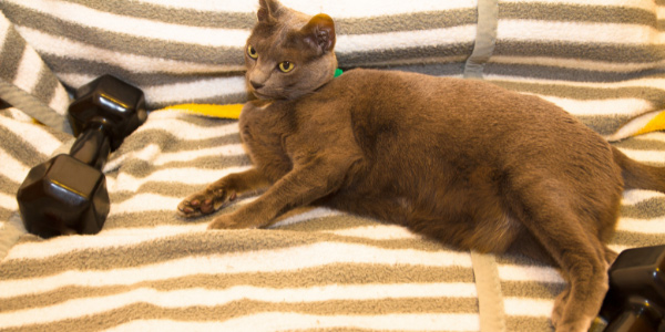 grey cat with yellow eyes sitting on towel next to hand weights