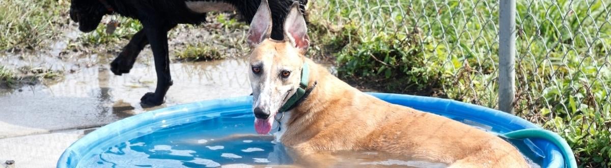 greyhound lurcher cooling off in dog pool 1200 canva