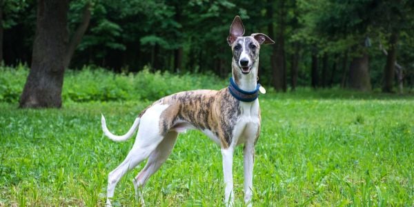 greyhound outside during tick season