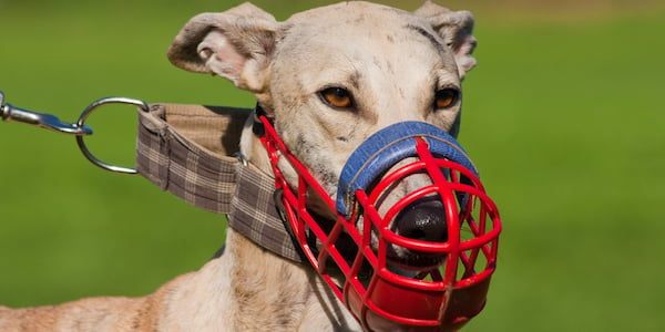 greyhound wearing basket muzzle 600 shutterstock