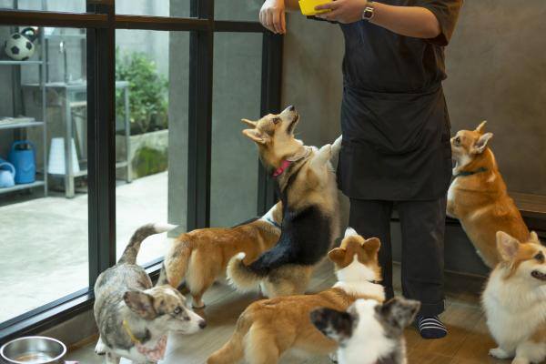 group of corgis with dog sitter