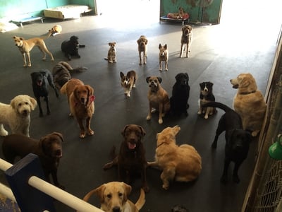 group of daycare dogs together