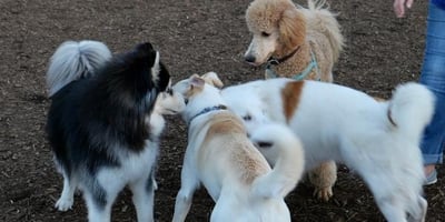 group of dogs sniffing each other at dog park with tense body language 600 canva