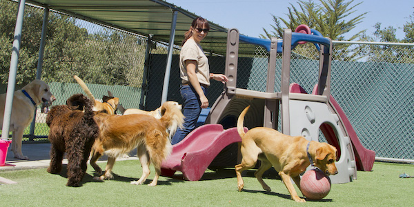group of large dogs playing in dog daycare yard