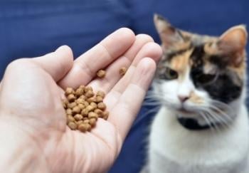hand holding small amount of cat food with cat looking on in background