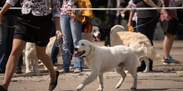 handler showing golden retriever at dog show