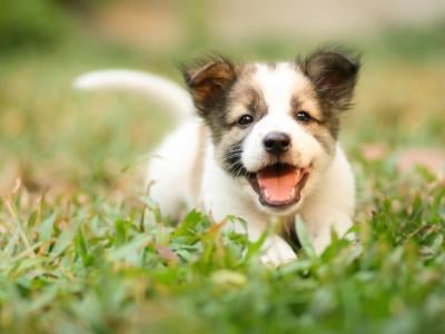 happy puppy looking at camera