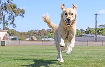 golden retriever dog happy to approach