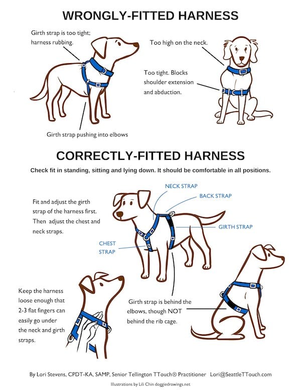 harness fitting lili chin