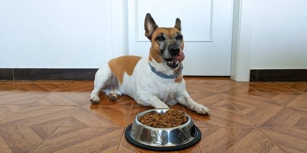 hazards of grain free feeding dog