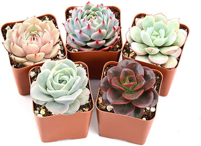 hen and chick succulents safe for cats