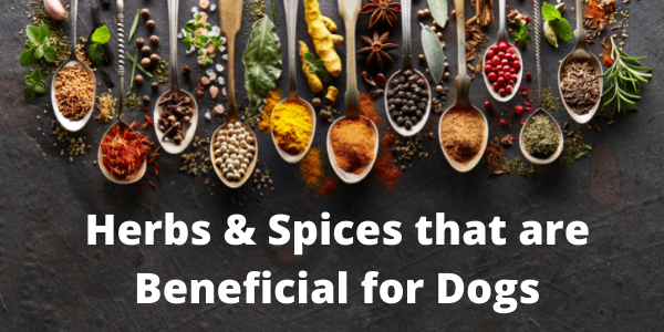 herbs and spices that are beneficial for dogs