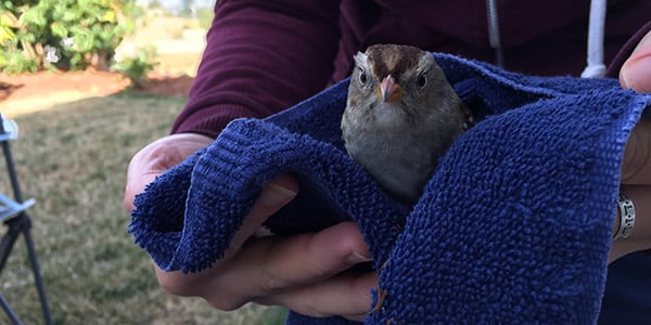 holding injured bird in soft towel