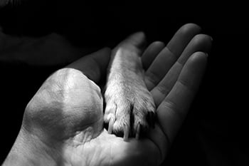 holding-dog-paw