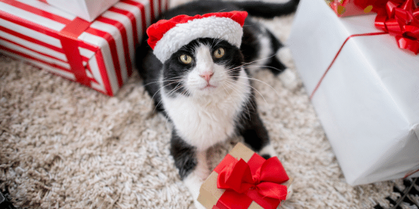 holiday cat - canva 600