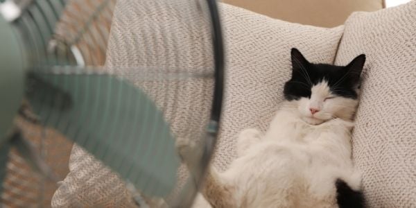 hot cat lying in front of a fan on the couch