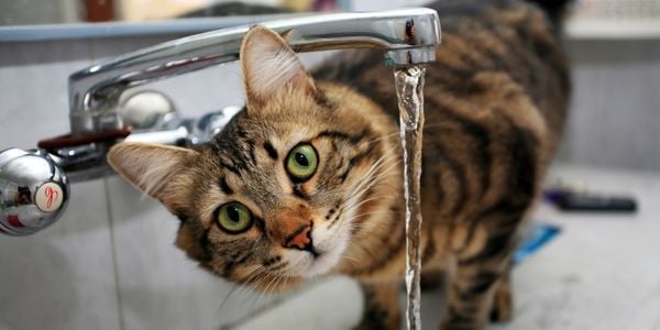 house cat about to drink water from a running tap