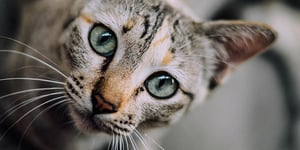 hoe vaak poepen katten