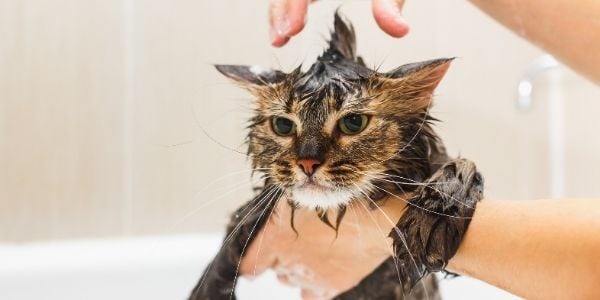 how to give a cat a bath