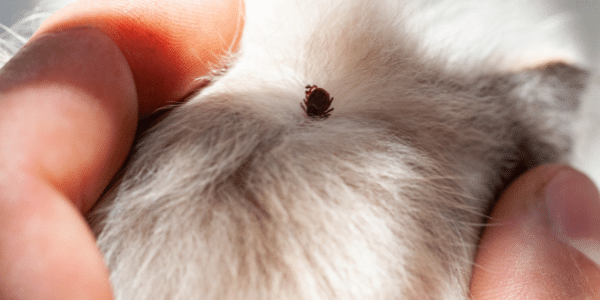how to remove a tick from dog or cat
