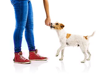 how-to-use-treats-the-right-way-in-dog-training