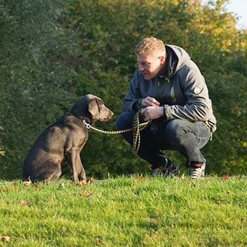 how-your-body-language-affects-your-dog