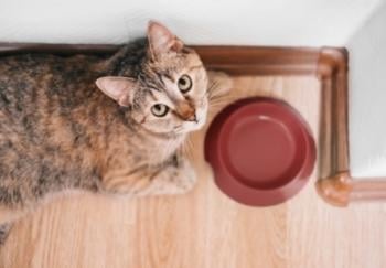 hungry cat waiting by empty food bowl