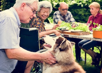 husky being pet by senior man outside by dining table