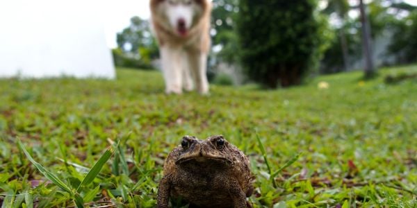 husky dog approaching a toxic bufo toad