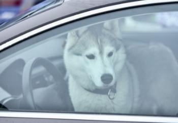 What to Do if You See a Dog in a Hot Car | Preventive Vet