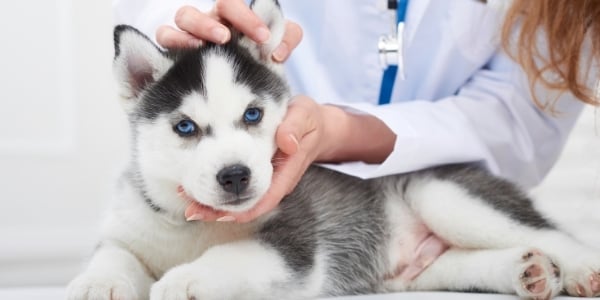 husky puppy being examined by veterinarian