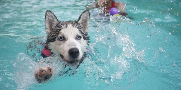 husky swimming in pool