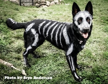 Pet Halloween costumes: vet advice for dogs and cats
