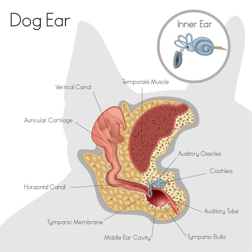 inner ear drum of a dog