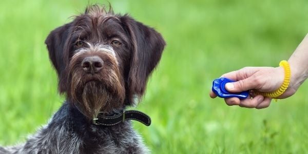 introducing a puppy to clicker training