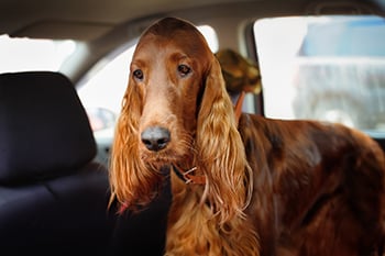 irish-setter-sick-in-car-350