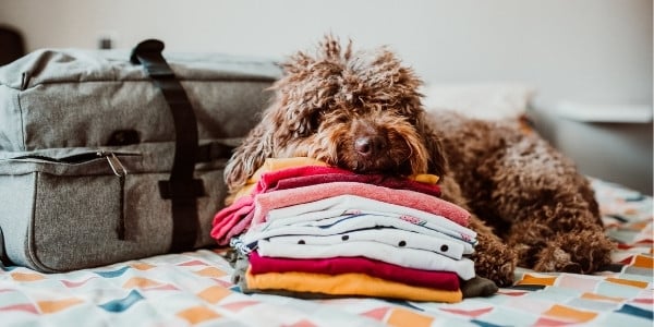 italian sheep dog lying on top of clothing beside a suitcase