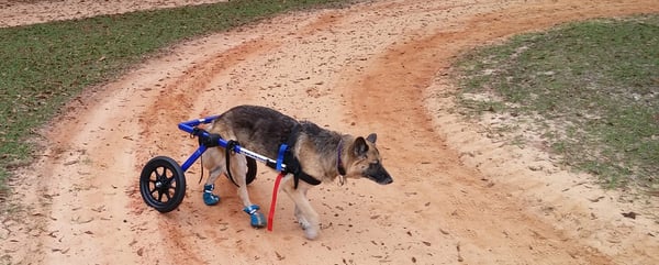 dog in wheelchair ivdd pain