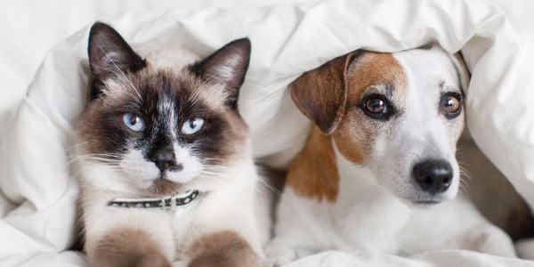 jack russell and brown and white cat under a blanket